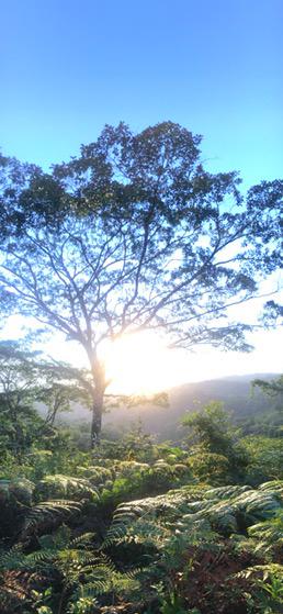Costa Rica, Regenwald am Morgen